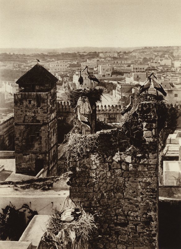 Rabat, Cigognes dans la Kasbah des Oudayas - European Photographer