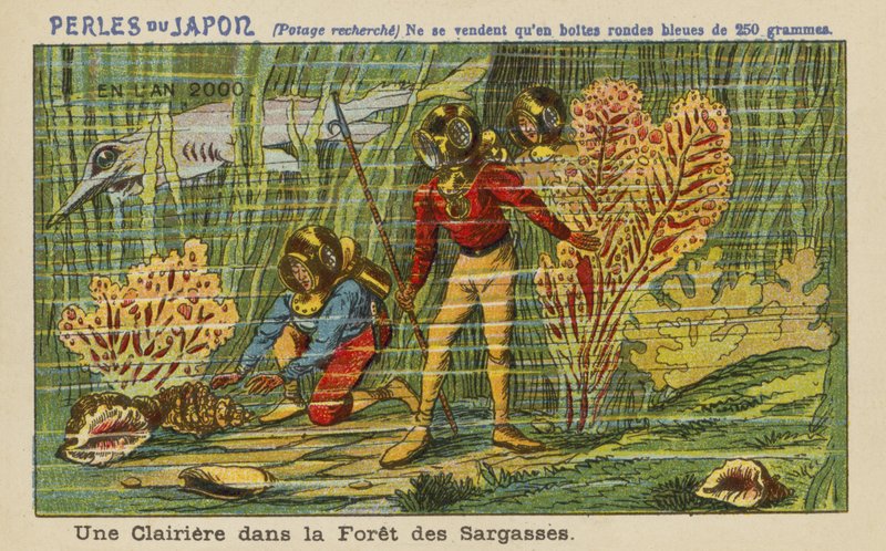 Une clairière dans la forêt de Sargasses en l
