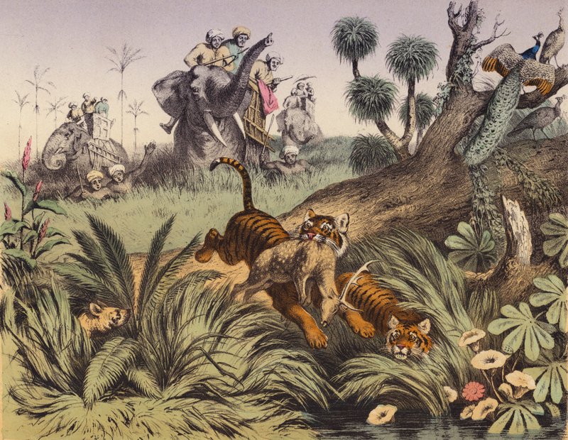 Chasse dans la jungle indienne - European School