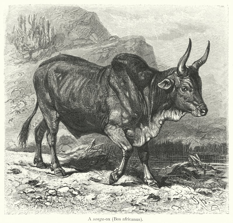 Un sanga-ox, Bos africanus - European School