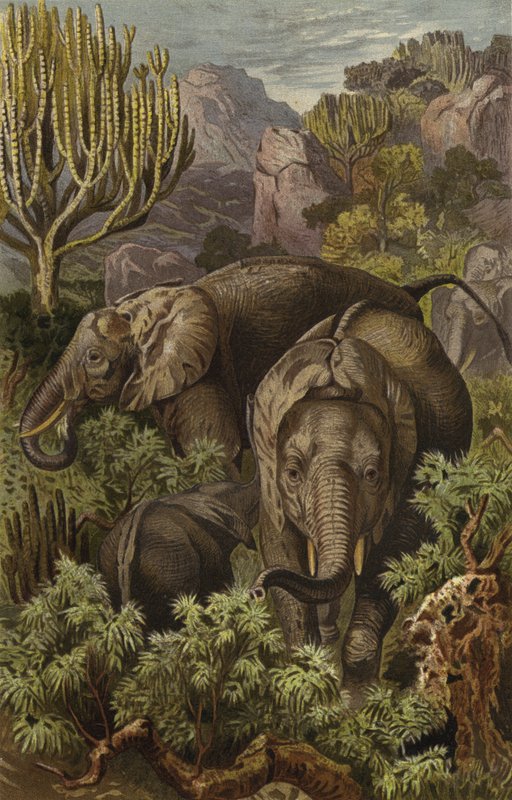Éléphant africain - European School