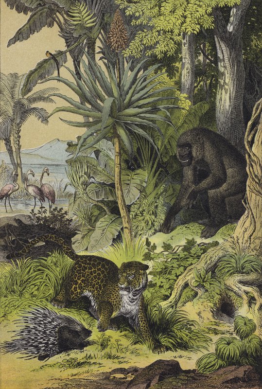 Animaux et plantes de la Guinée équatoriale - European School