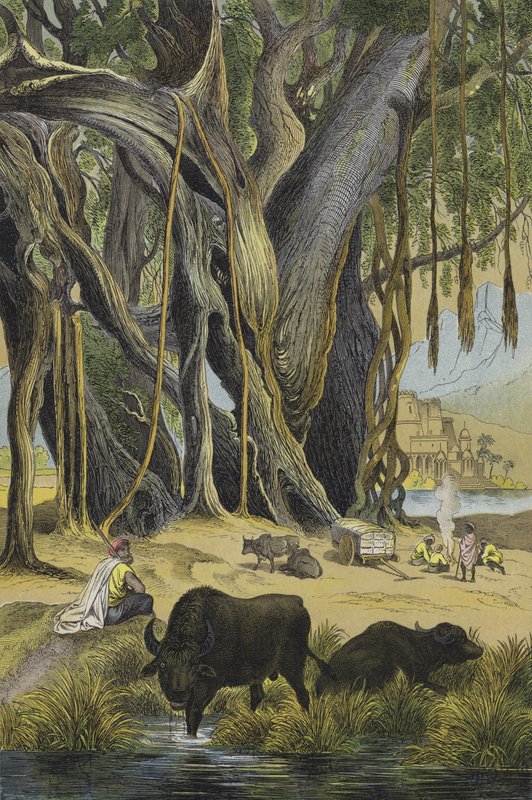 Animaux et plantes de l