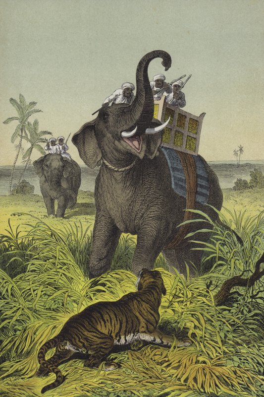 Animaux et plantes de l