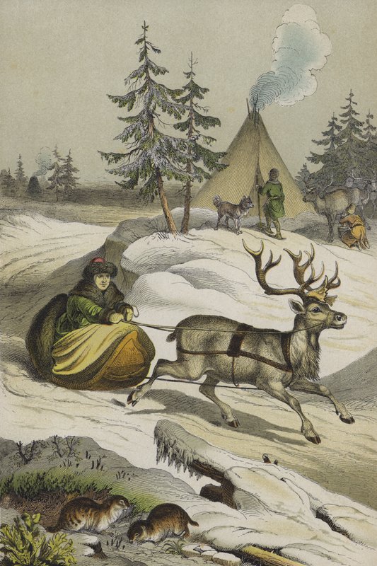 Animaux et plantes de Laponie - European School