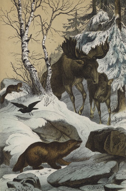 Animaux et plantes de Laponie - European School