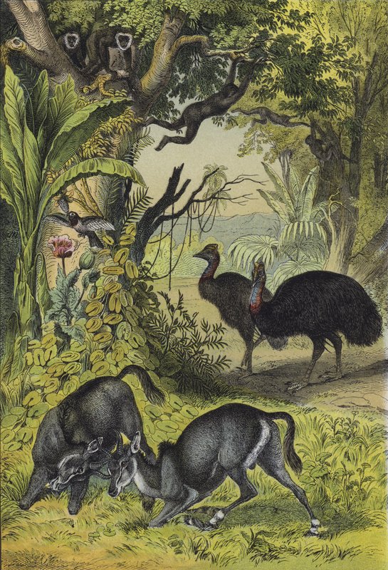 Animaux et plantes de l