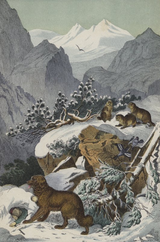 Animaux et plantes des Alpes - European School
