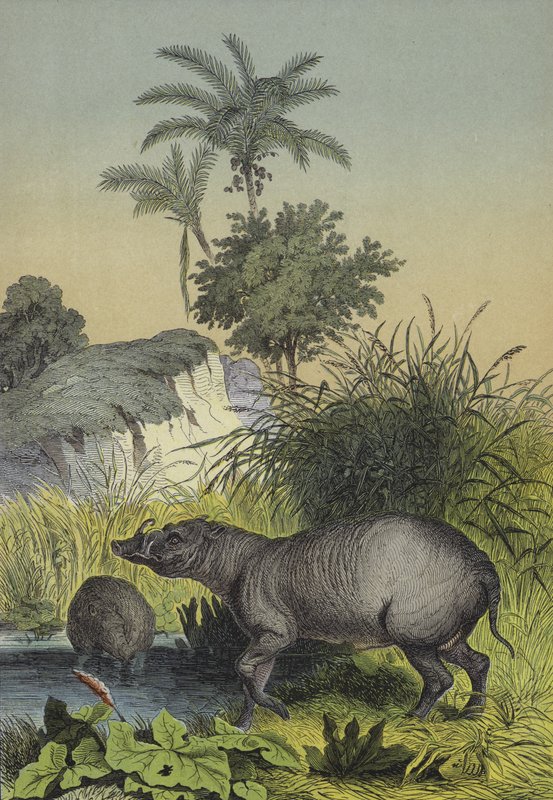 Animaux et plantes des îles d