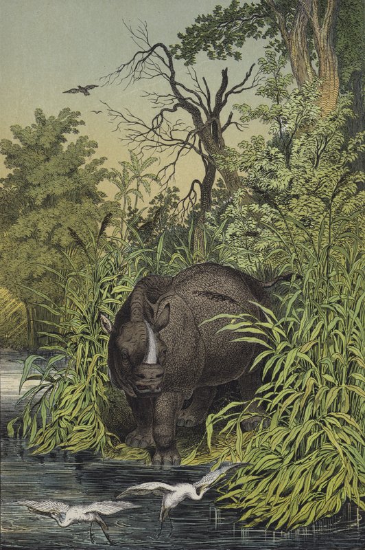 Animaux et plantes des régions marécageuses de l