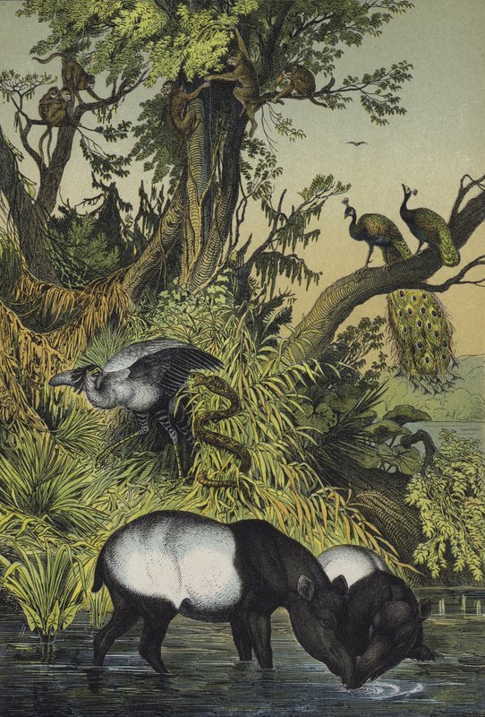 Animaux de Malacca et de Sumatra - European School