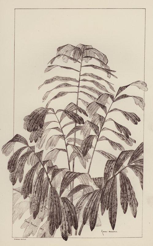 Arenga Saccaritlia (lithographie) - European School