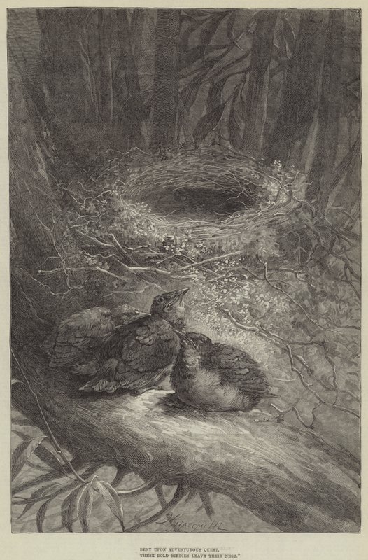 En quête aventureuse, ces oiseaux audacieux quittent leur nid (gravure) - European School
