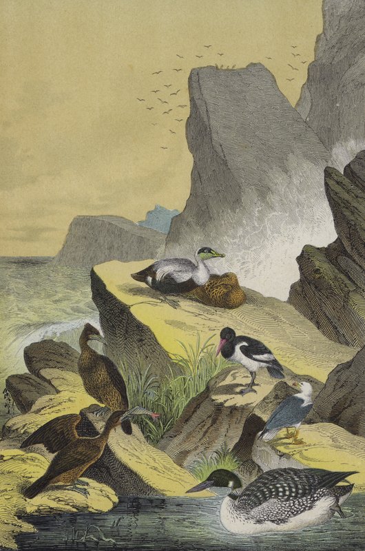 Oiseaux des côtes maritimes de l
