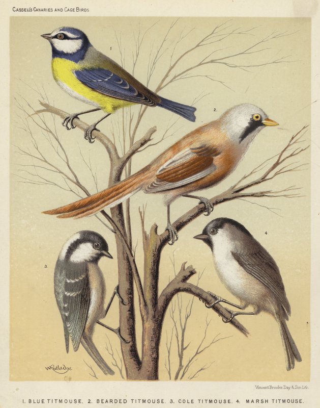 Mésange bleue, mésange à moustaches, mésange charbonnière, mésange des marais - European School
