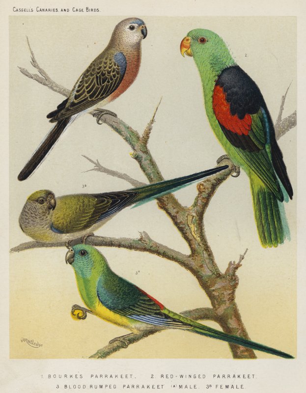 Perruche de Bourke, perruche à ailes rouges, perruche à croupion rouge, mâle, femelle - European School