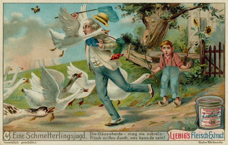 Chasse aux Papillons et Oies - European School