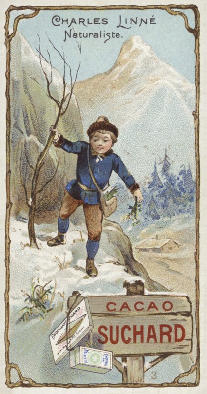 Carl von Linné, botaniste et zoologiste suédois, enfant - European School