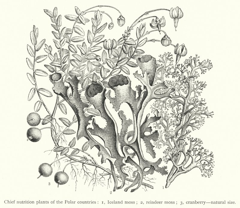 Principales plantes nutritionnelles des pays polaires - European School