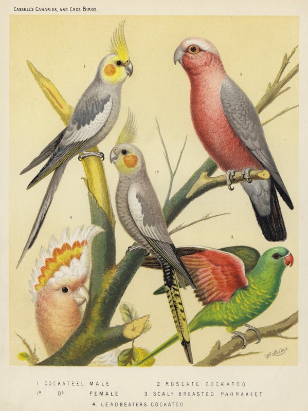 Cockatiel, mâle, femelle, Cacatoès rosé, Perruche écailleuse, Cacatoès de Leadbeater (lithographie en couleur) - European School
