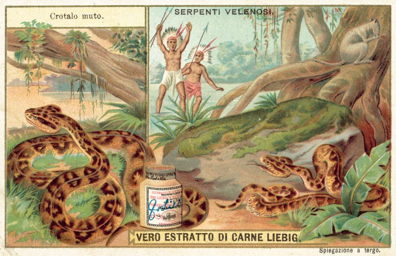 Copperhead - European School