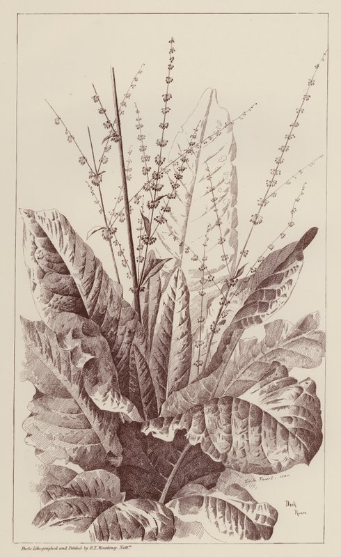 Oseille, Rumex (lithographie) - European School