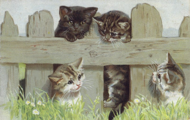 Quatre chatons près d