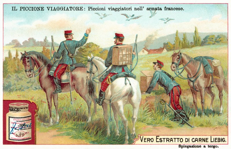 Pigeons voyageurs de l
