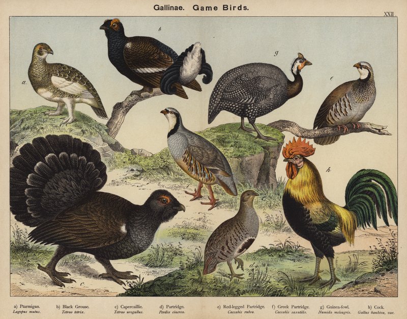 Gallinacés, Oiseaux de gibier - European School