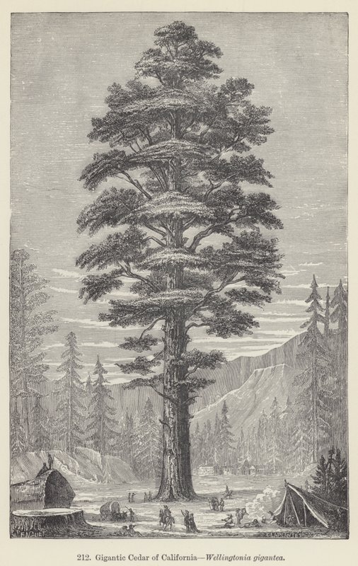 Cèdre géant de Californie, Wellingtonia gigantea - European School