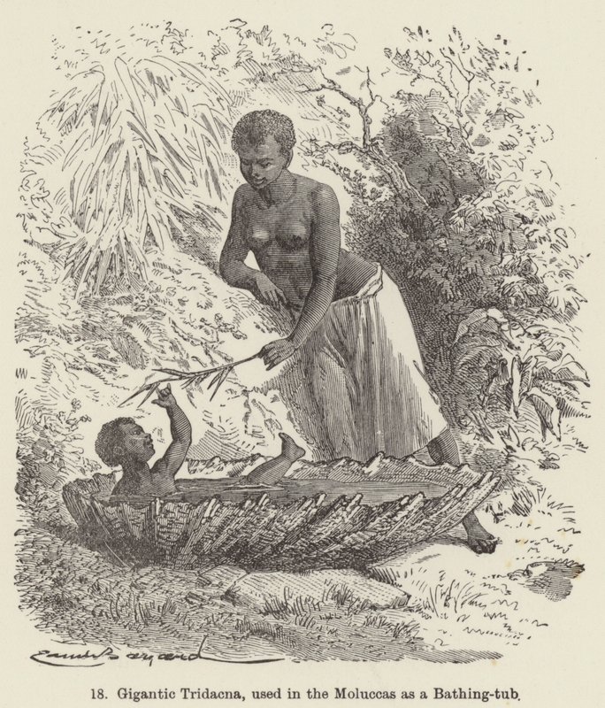 Gigantesque Tridacna, utilisée dans les Moluques comme baignoire (gravure) - European School