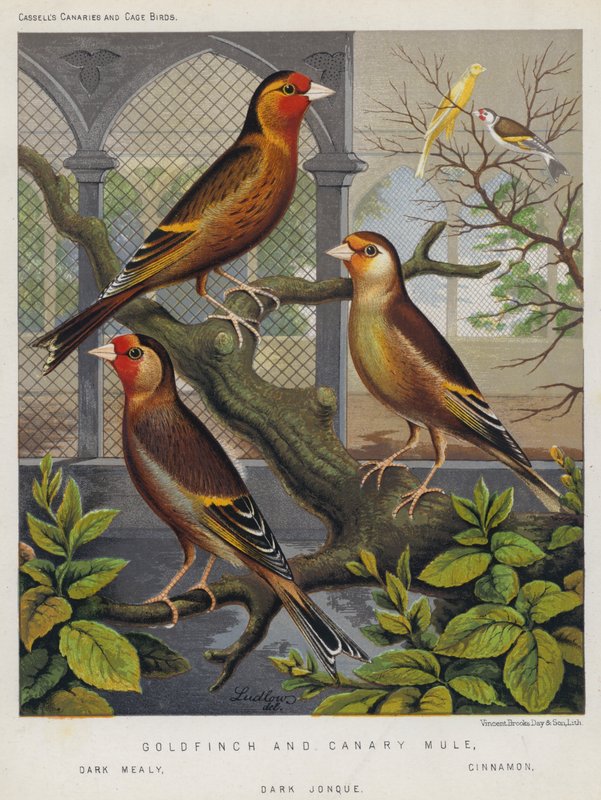 Mulet chardonneret et canari, sombre farineux, cannelle, sombre jonquille - European School