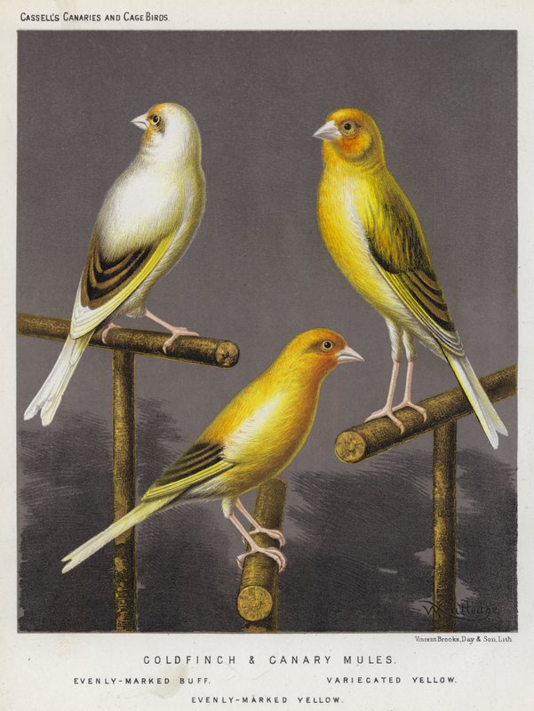 Chardonneret et canari hybrides, buff uniformément marqué, jaune varié, jaune uniformément marqué - European School