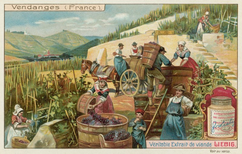 Récolte de raisins en France - European School