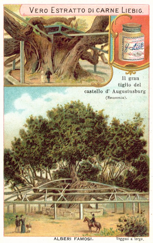 Grand tilleul dans les jardins du pavillon de chasse d