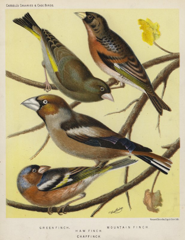 Verdier, Pinson des montagnes, Gros-bec, Pinson des arbres (lithographie en couleur) - European School