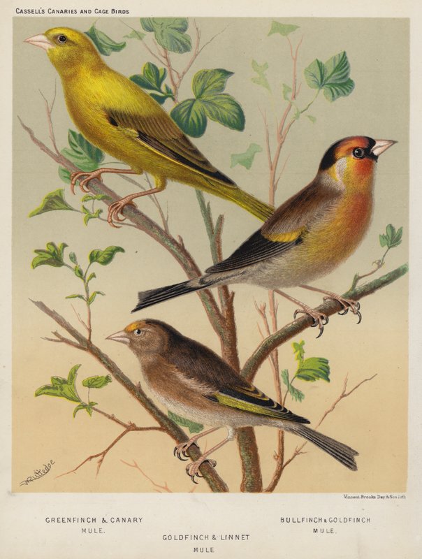 Verdier et canari hybride, bouvreuil et chardonneret hybride, chardonneret et linotte hybride - European School