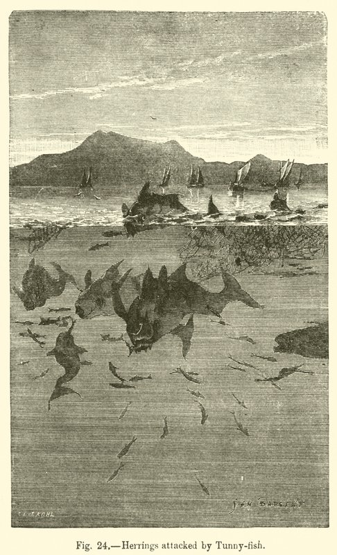 Harengs attaqués par des thons (gravure) - European School