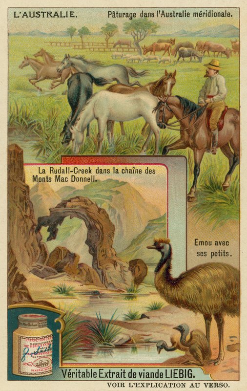 Chevaux au pâturage, Ridells Creek dans les montagnes MacDonnell et un émeu avec ses petits - European School