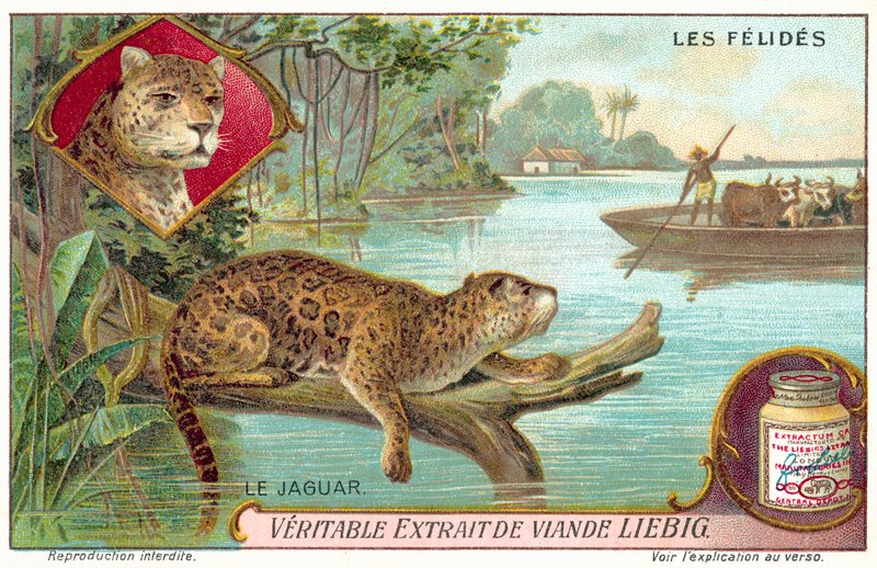 Jaguar (chromolithographie) - European School