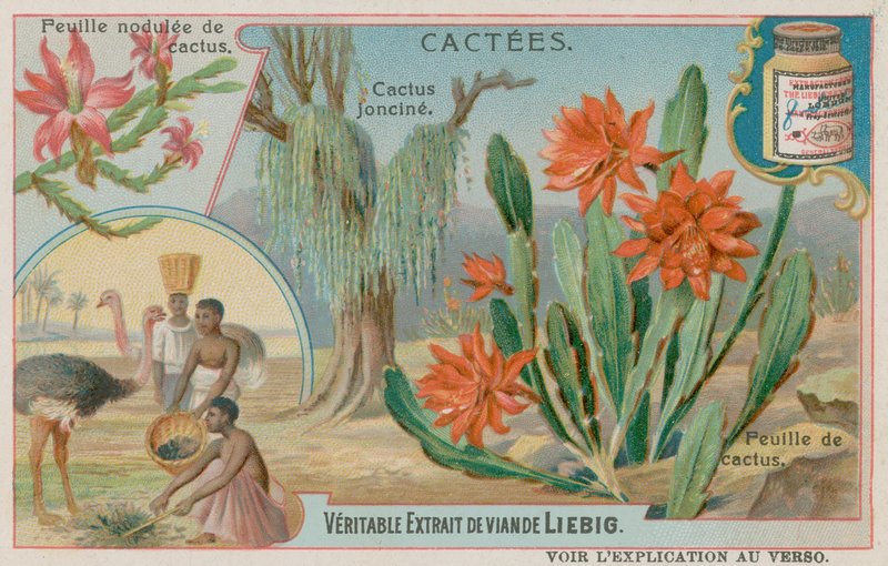 Cactus Joncine - European School