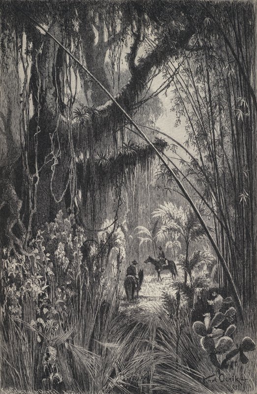 Jungle dans la Cordillère de Salta, nord-ouest de l