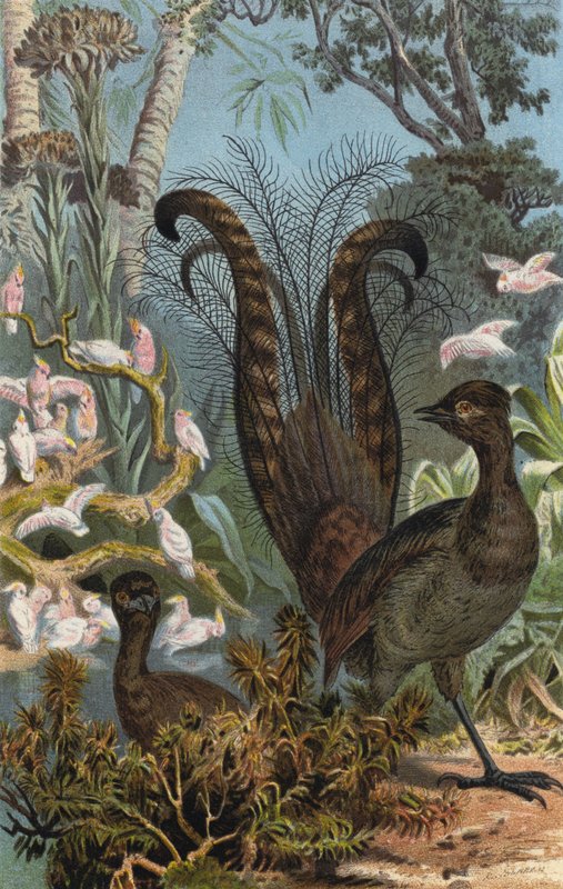 Oiseau-lyre - European School