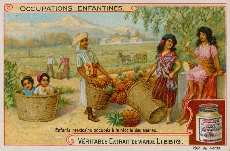 Enfants mexicains récoltant des ananas - European School