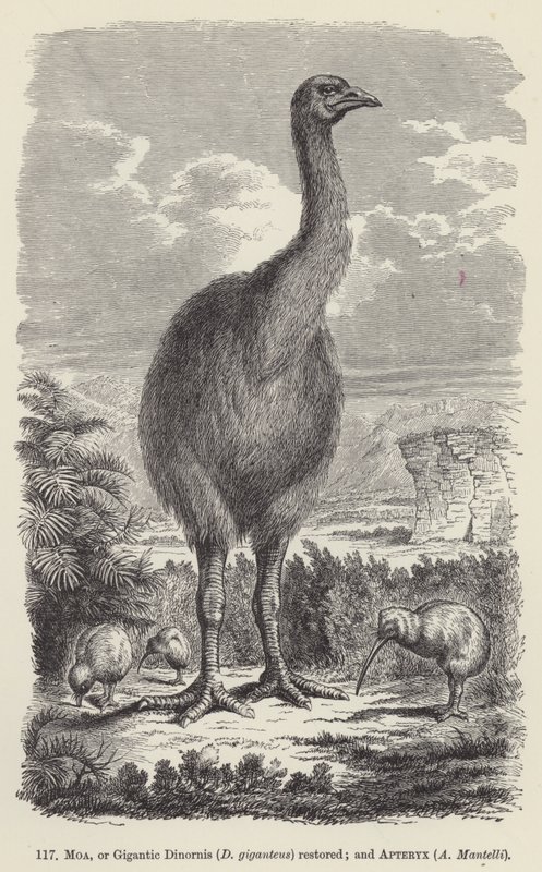 Moa, ou Dinornis géant (D giganteus) restauré; et Apteryx, A Mantelli - European School