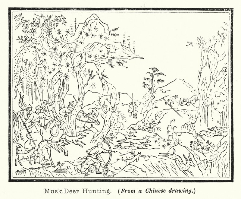 Chasse au cerf porte-musc - European School
