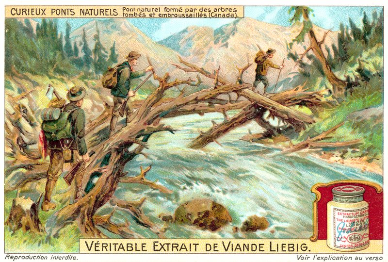 Pont naturel formé par des arbres tombés et envahis au Canada - European School