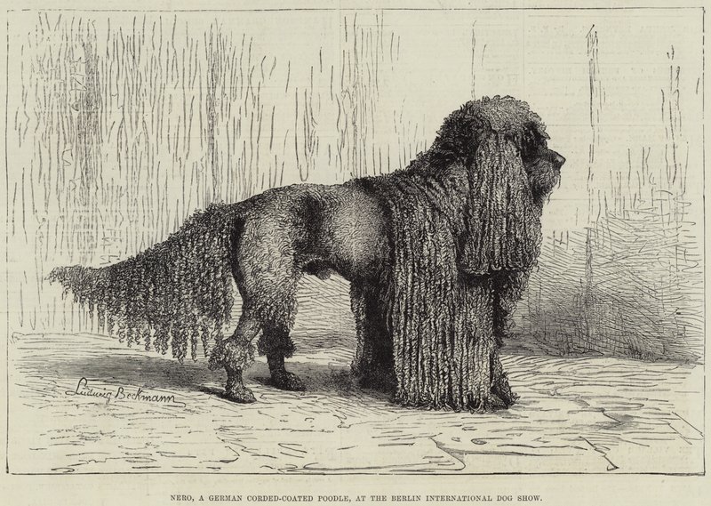 Nero, un caniche à poil cordé allemand, à l