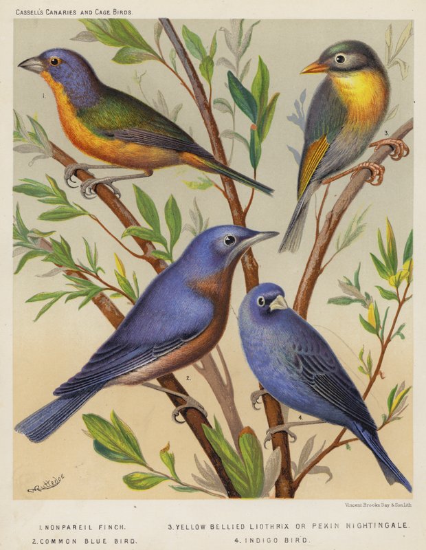 Pinson nonpareil, liothrix à ventre jaune ou rossignol de Pékin, oiseau bleu commun, oiseau indigo - European School