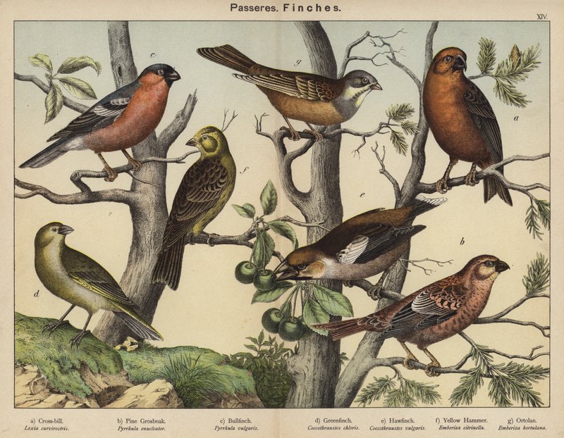 Passereaux, Pinsons (lithographie en couleur) - European School